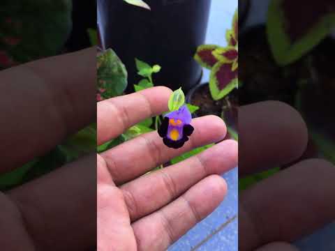 Video: La torenia può essere coltivata indoor?