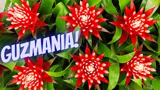 Common Problems With Guzmania Bromeliad:  Guzmania Leaves Turning Yellow or Brown!