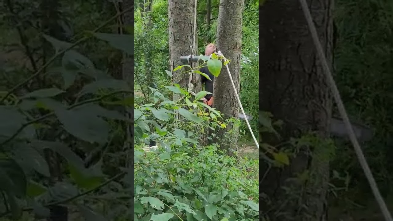 tree 2 0f 3 taken down with Port A Wrap