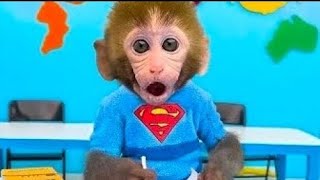 || Monkey baby bong bong ||Kids special || Smart kiki monkey 🐒| vlog master ||
