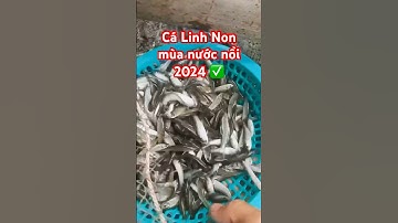 ✅ Cá Linh Non đầu mùa nước nổi 2024 ở Miền Tây! #ĐBSCL #giathuysan #calinh #calinhnon @thuysanwork