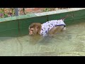 Monkey Sam loves to swim underwater and is very adorable