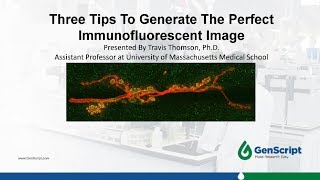 Webinar - 3 Tips to Generate The Perfect Immunofluorescent Image