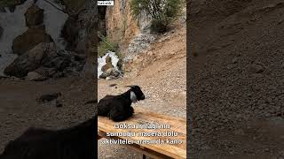 🌊 Göksu Irmağı: Adrenalin Ve Doğanın Gücü Ğa