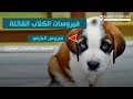 بالفيديو .. مرض البارفو في الكلاب