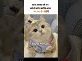 #shorts #funny Happy Monday 😸 | Mann Day Hai Guys 😂💫 | Cute Cat Vibes