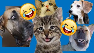 🤣 Videos Graciosos de perros y gatos 🐶😺 Recopilación de los Mejores Videos  (2023) #3