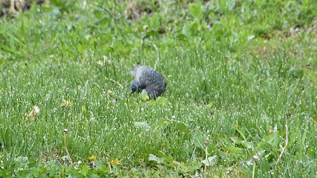 "Скворец за морем жил зимой, теперь вернулся он домой..." - YouTube
