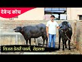 DEVENDER COACH || VIJAY DAIRY FARM ROHTAK VIDEO 2 || CHAMPION BULL BADAL 9416380786