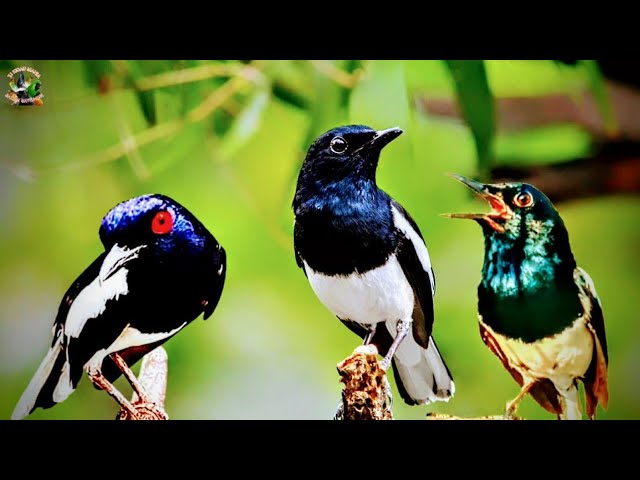 COPSYCHUS SAULARIS SOUNDS LIKE THE WILD MAKES OTHER BIRDS SOUND! class=