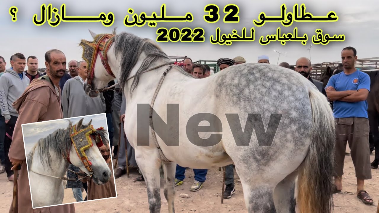 أسعار  أجمل الخيول الجزائرية من سوق الغرب لولاية سيدي بلعباس 2022 🐴🐴