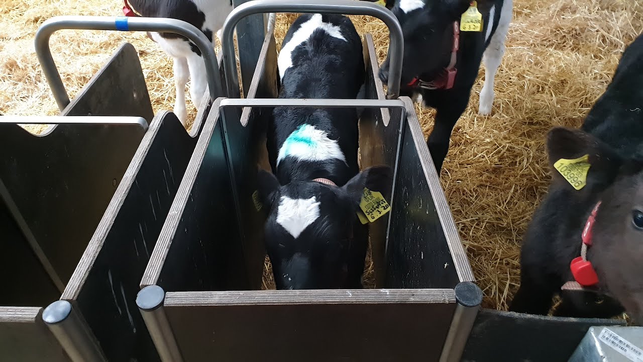 THE NEW CALF REARING SHEDS, AUTOMATIC FEEDERS - YouTube