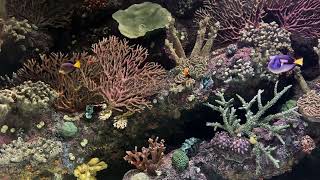 1hr. Relaxing piano music + relaxing underwater ambience of fish \& coral.Stress relief