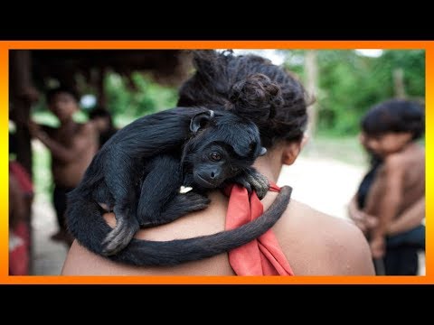 Vídeo: Quin significat té monos?