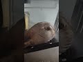 二師兄脫毛過程