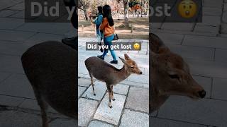 This is how deer and people co-exist in Nara Park #nara #japan #narapark