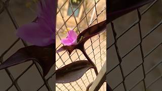 # Indoor plant kar kar valo lage#indoor plant#roofgardening #shorts #trending