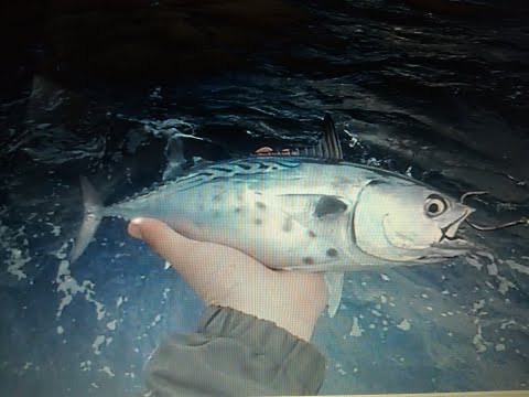 Pesca al tonno con il vivo – Stretto di Messina