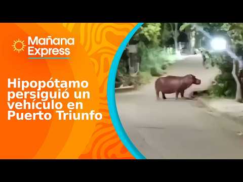 Hippopotamus chased a vehicle for several minutes while it was driving on the roads of Puerto Tri...