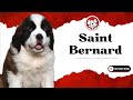 Unleash The Fun Facts: Saint Bernard Pupies