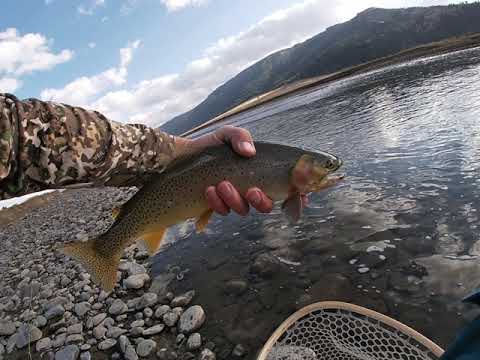 Video: Memancing Montana: Lamar River Cutthroat Trout - Matador Network