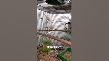 White Java Finches adult pairs #shorts #viral #birds