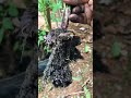 From Pot to Garden 🌱➡️🌿 | Planting Black Sugarcane the Right Way!