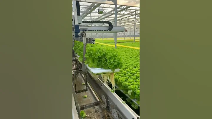 China hydroponic farming 中国水培农业 #chinainnovation  #chinatechnology#agriculture #agrotech