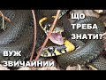 Що треба знати про вужів Полювання на змій із фотокамерою Що треба знати про вужів Полювання на змій із фотокамерою