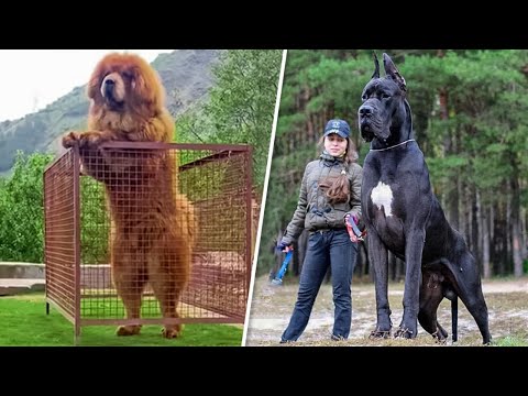 Vídeo: Cães Incomuns Você não é provável ver no parque do cão