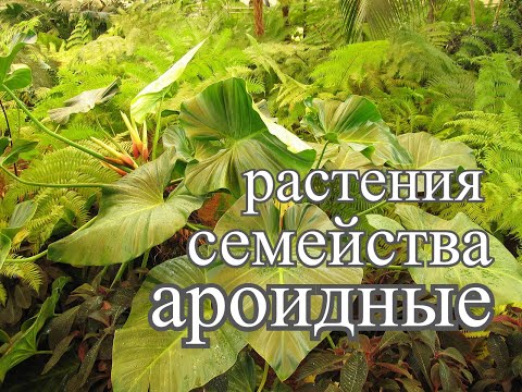 Растения семейства Ароидные.