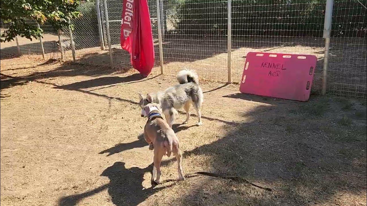 star and friends, available to adopt, Bradshaw animal shelter