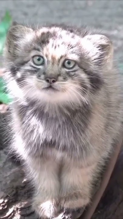 Котенок манула. - YouTube