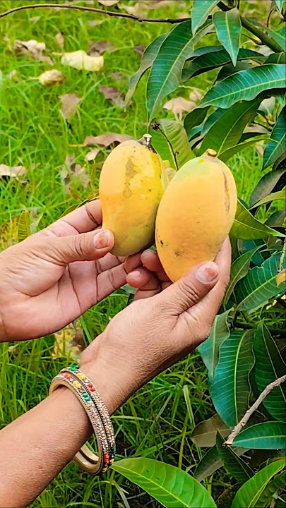 Harvesting Fresh Mangoes Fruits #nature #garden #viralvideo #ytshorts