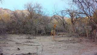 Coyote messing with bobcat?