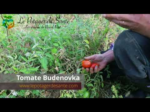 Video: Tomate 