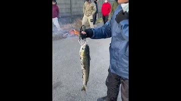 Câu lancer cửa sông Yamato lên: cá Tráp, cá Vược, cá Đối. Thời gian câu buổi sáng, mồi trùn đỏ.