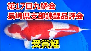 第17回九鱗会長崎県支部錦鯉品評会 2024年11月17日 - YouTube