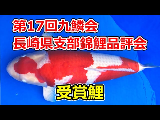 第17回九鱗会長崎県支部錦鯉品評会 2024年11月17日 - YouTube