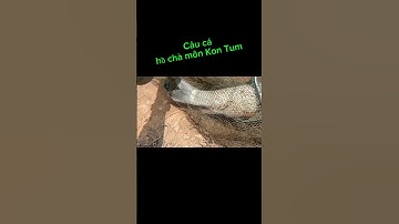 P053. câu cá trắm hồ Trà môn Đăk Cấm Kon Tum. nhật ký câu cá. #shorts