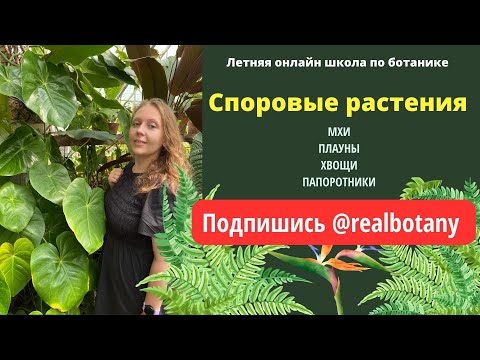 Споровые растения мхи, плауны, хвощи и папоротники