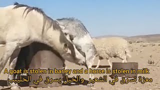 مشهد نادر حصان ترضع معزة وماعز تسرق الشعير  Goats steal barley and horses steal milk