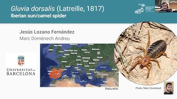 The Iberan Sun Spider (Gluvia dorsalis) - Jesús Lozano Fernández