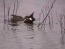 Shovelers Close Up