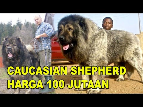 Video: Anak Anjing Terbesar Di Dunia - Pandangan Alternatif