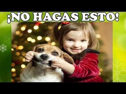 Video: Cómo evitar que los niños del vecindario se burlen de un perro