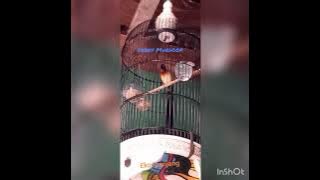 Kicau burung Paradise Ekor panjang ( atau pipit Afrika)