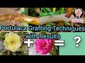 How To Graft Portulaca / Easy Moss Rose grafting techniques 2 -way/ Grafting ideas and tricks.