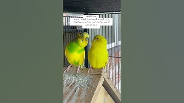 #سورة_الأحقاف #قرآن #المصحف #عبدالباسط_عبدالصمد #اكسبلور #طيور #quran #birds #budgies #lovebirds