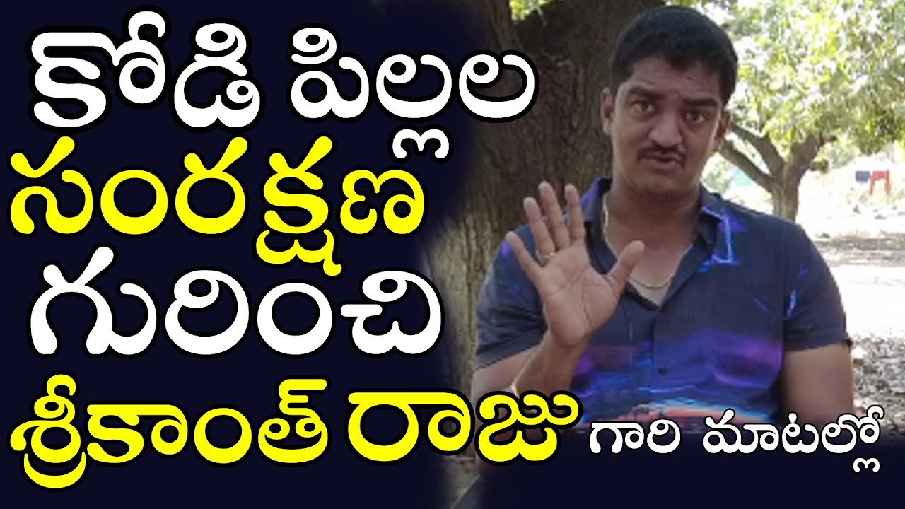 కోళ్ల కి 2 నెలలకి ఒకసారి ఈ మందు వాడతాను..Srikanth Raju Gaaru On Chicks Caring..Jathi Kolla Pempakam